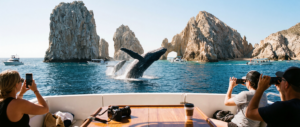 mom and calf whale breaching in cabo san lucas